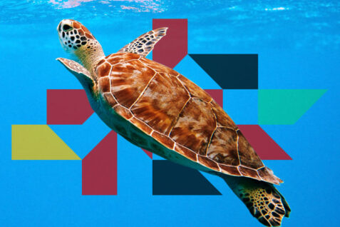 Turtle in the ocean