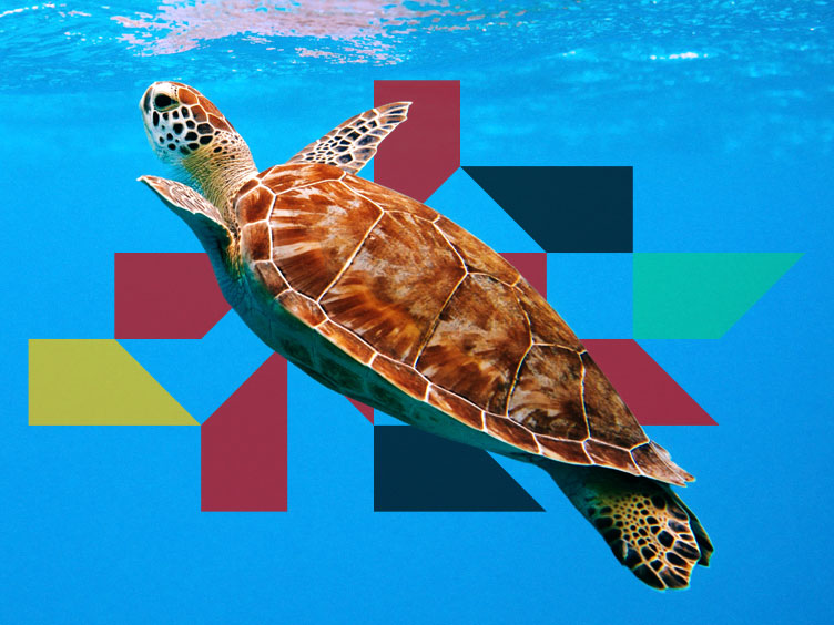 Turtle in the ocean
